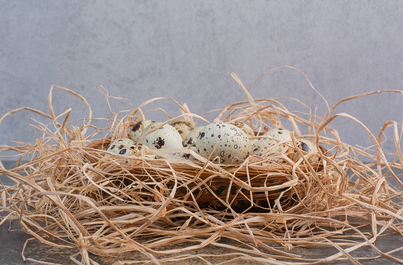 The Journey of Edible Bird’s Nests From the Cave to Your Table